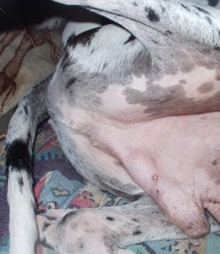 Neutering great sales danes