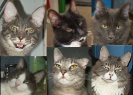 the tiny terrors