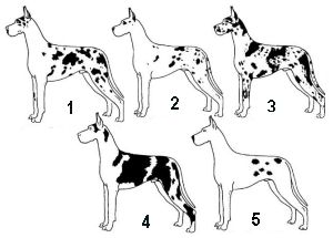 great dane standard