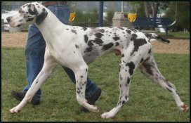 harlequin and merle great dane