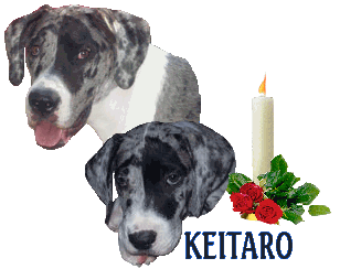 Keitaro was a mantle marked merle born in 2003. Keitaro was a Canine Good Citizen. He was owned by Pamela M.