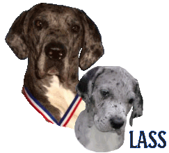 Lass is a merle. Lass is a Canine Good Citizen, has been Temperament tested and passed & is a Service Dog for her mom. She is owned/loved by Amanda B. Lass was born in 2002