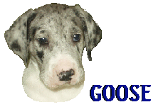 Goose is a mantle marked merle. He is owned/loved by Victoria & Danny. Goose was born in 2005