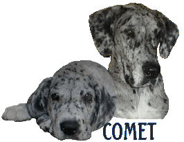 Comet is a merle. He is owned/loved by Robert H. Comet was born in 2001