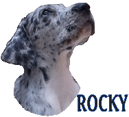 Rocky is a merle. He is owned/loved by Susan K. Rocky was born in 2003