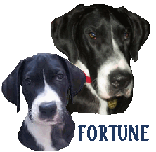 Fortune is a Mantle. Fortune is a Canine Good Citizen, has been Temperament tested and passed & is a Service Dog for his mom. He is owned/loved by Lin R. Fortune was born in 2003