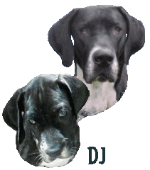 DJ is an undermarked mantle. DJ is a Canine Good Citizen. He is owned/loved by Lisa & James F. DJ was born in 2001