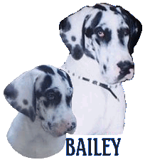 Bailey is a Harlequin. She is owned/loved by Eileen D. Bailey was born in 2003