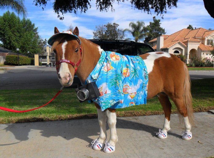 ELI5Why do we put horse shoes on horses, when in the wild they don't