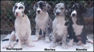 Great Dane Color Chart